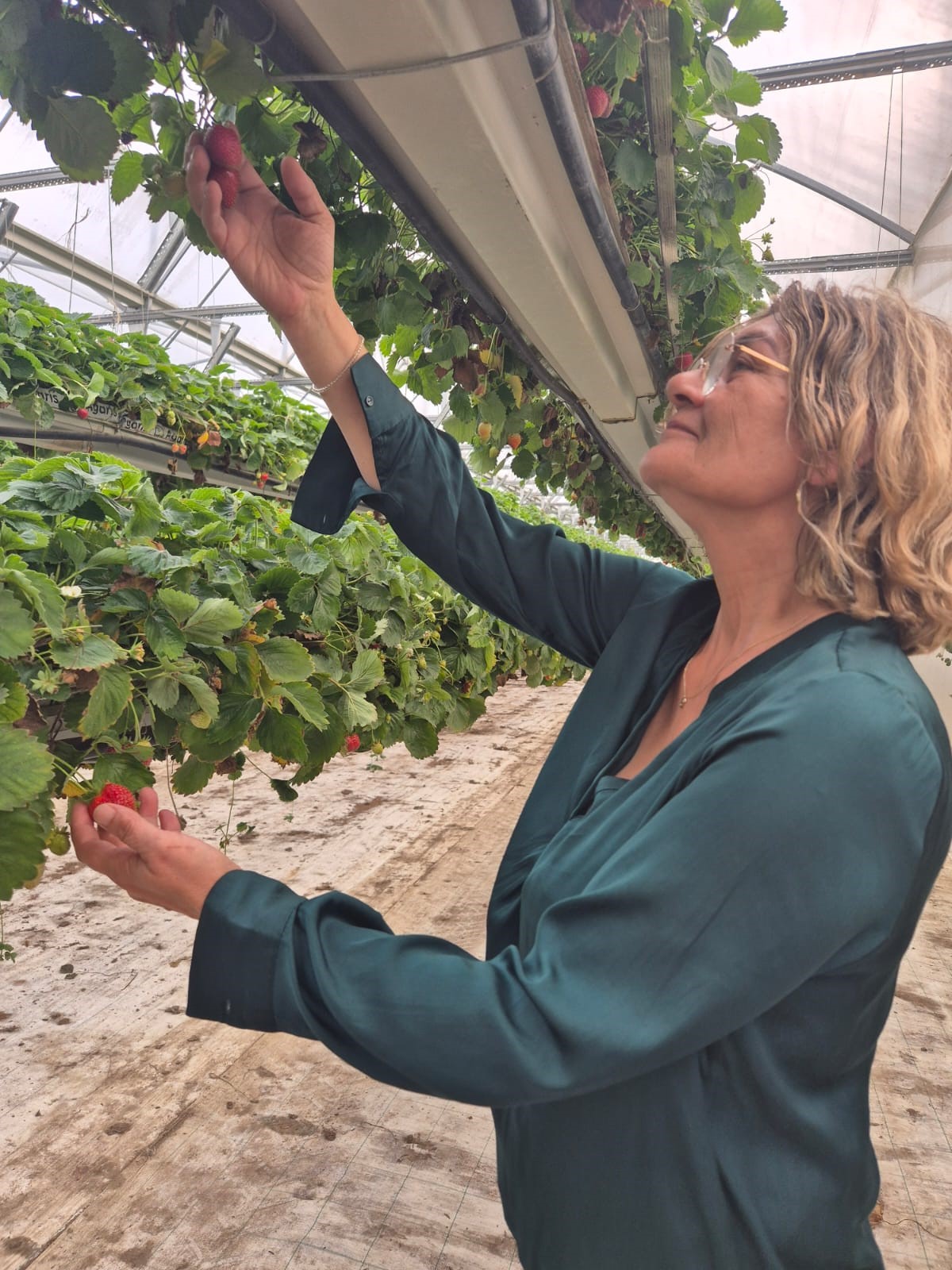 Productrice fraise mara des bois - Adamance
